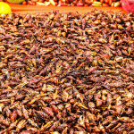 Chapulines in Mexico - Exotic foods