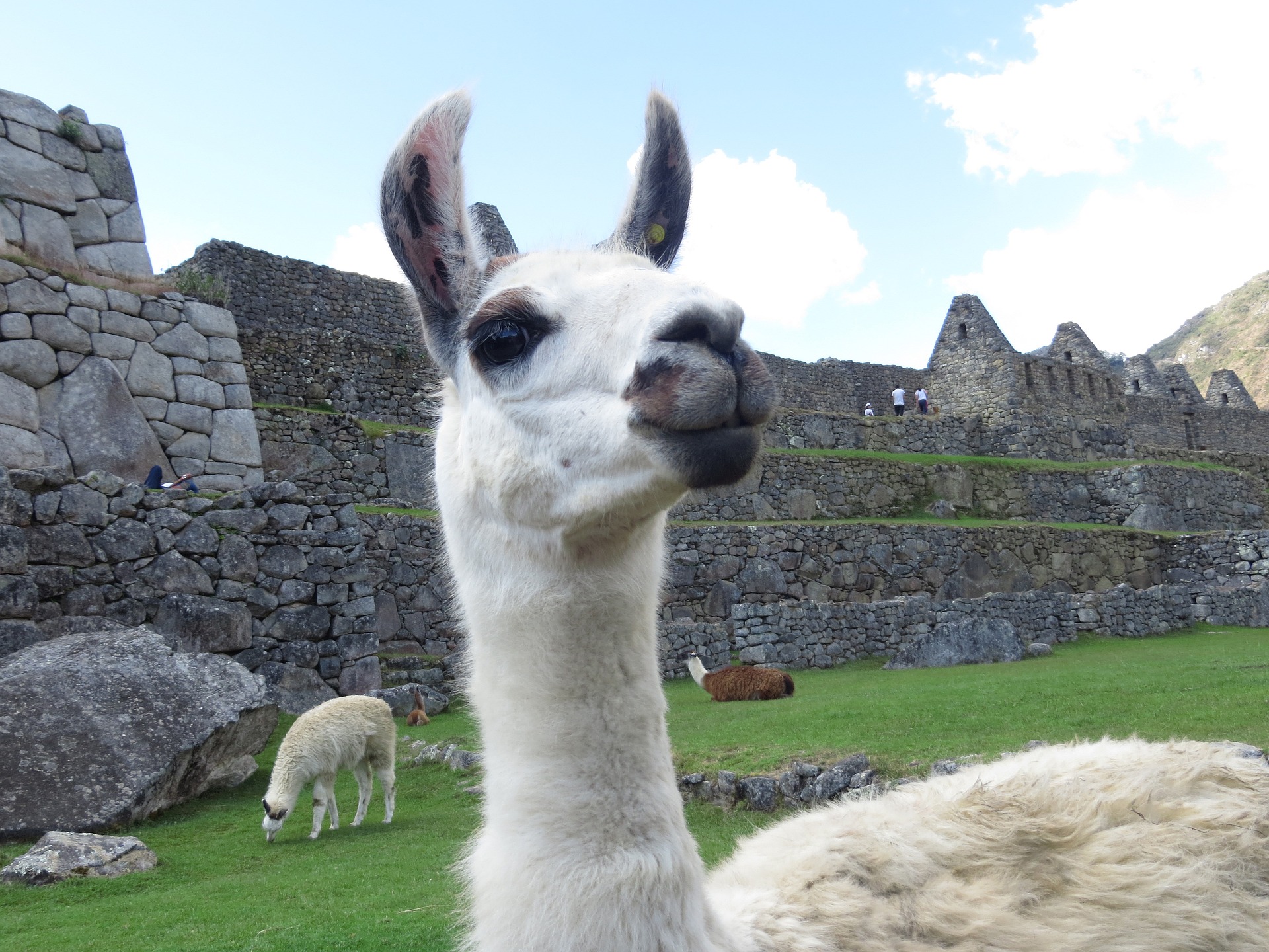 TEFL Peru LLama