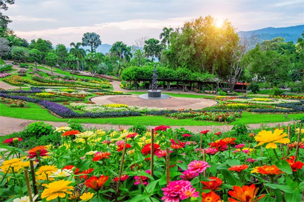 garden-flowers-mae-fah-luang-garden-locate-doi-tung-chiang-rai-thailand