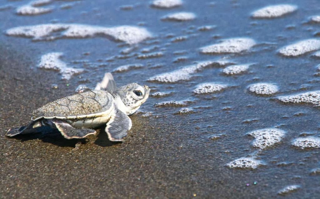 Baby Sea Turtle in Tortuguero National Park Costa Rica