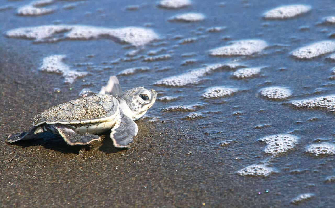 Baby Sea Turtle in Tortuguero National Park Costa Rica